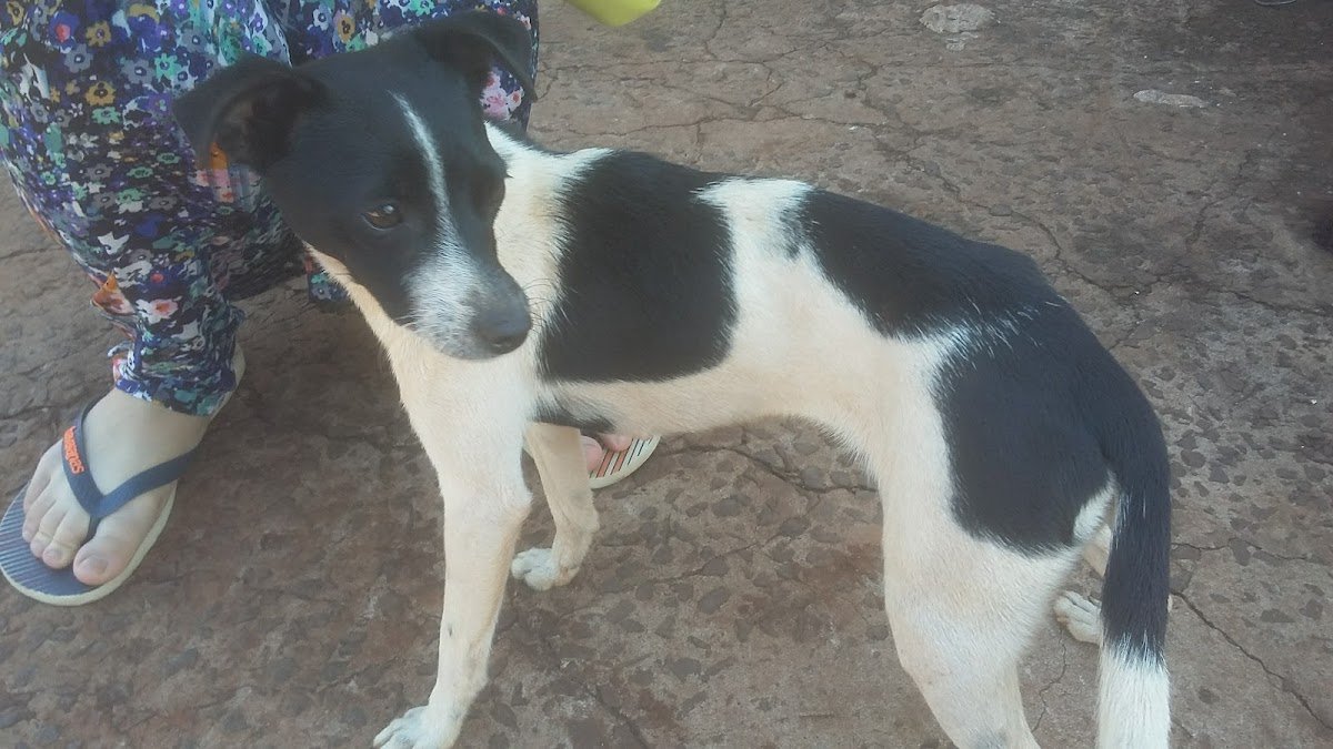 Agroanalise Laboratório de Análises e Assistência Veterinária Ltda