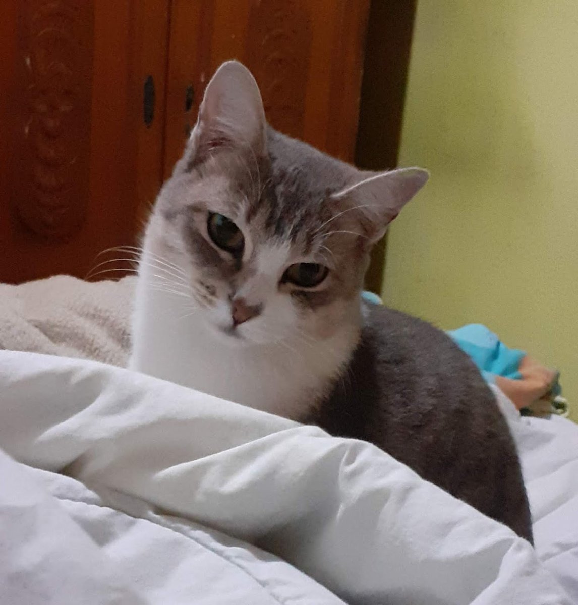 Clínica Veterinária Cidade Líder