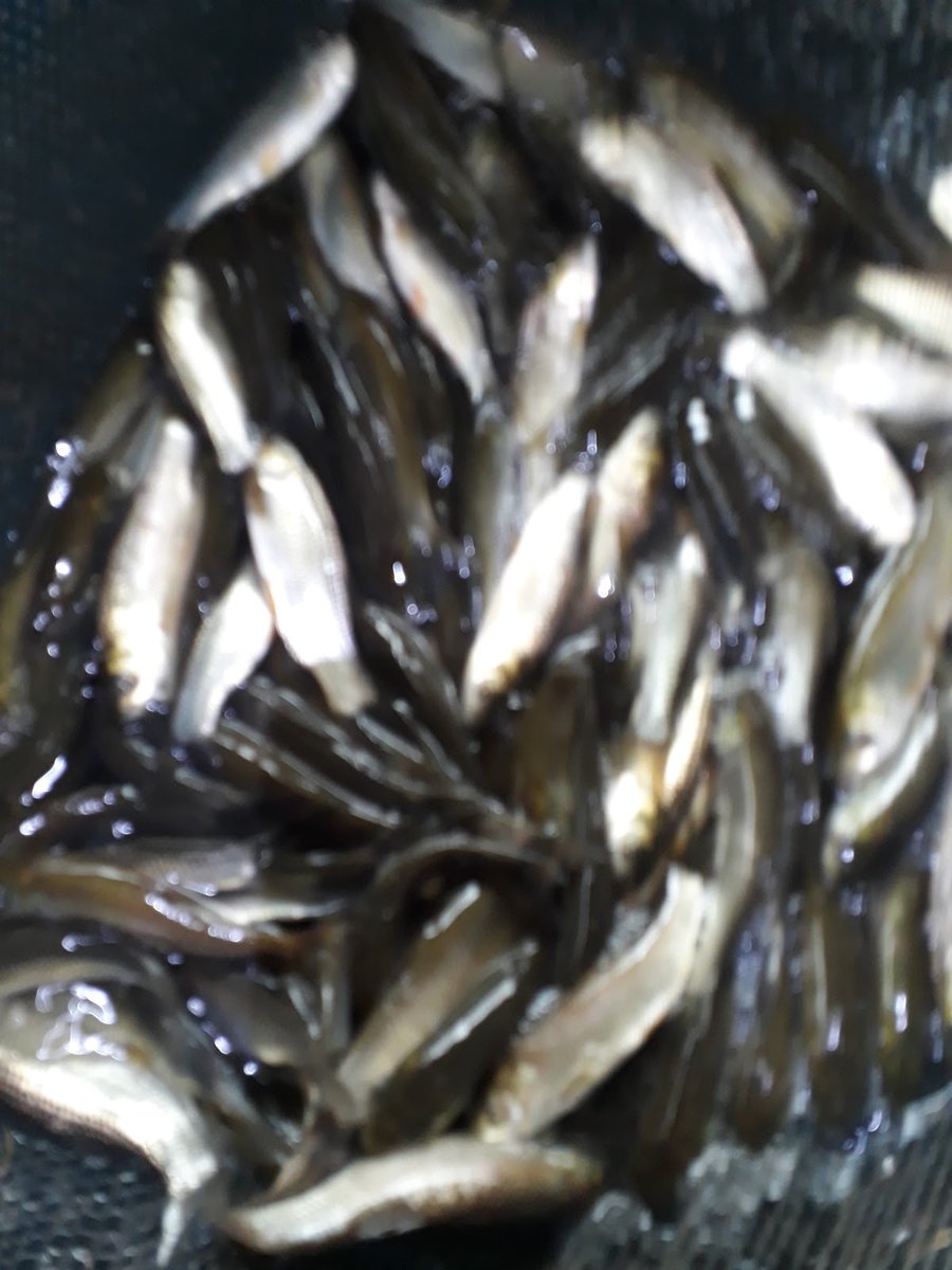 Piscicultura Sul Peixes