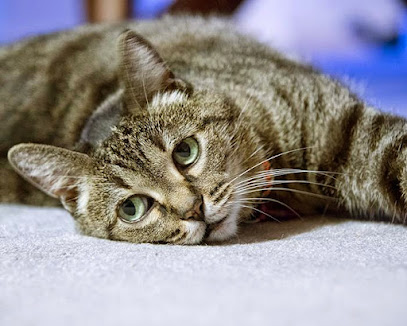 Beach Veterinary Hospital