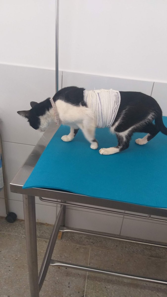 Hospital Vererinário UFERSA