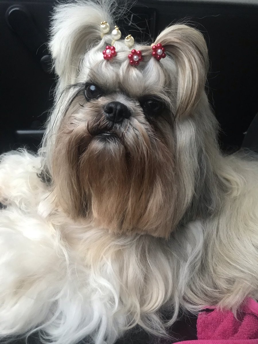 Estética animal Bicho Mania