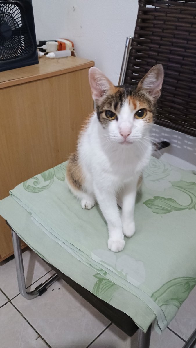 Clinica Veterinaria Bem Estar Animal