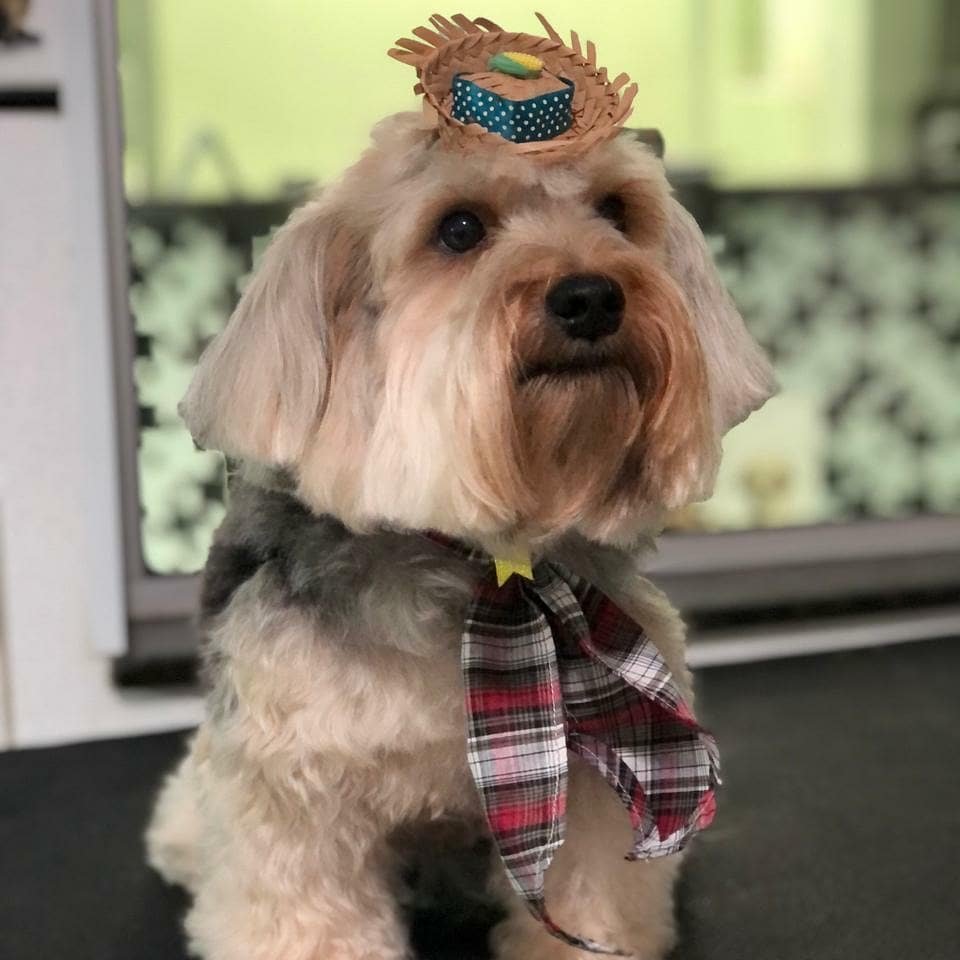 Clin Pet Veterinária