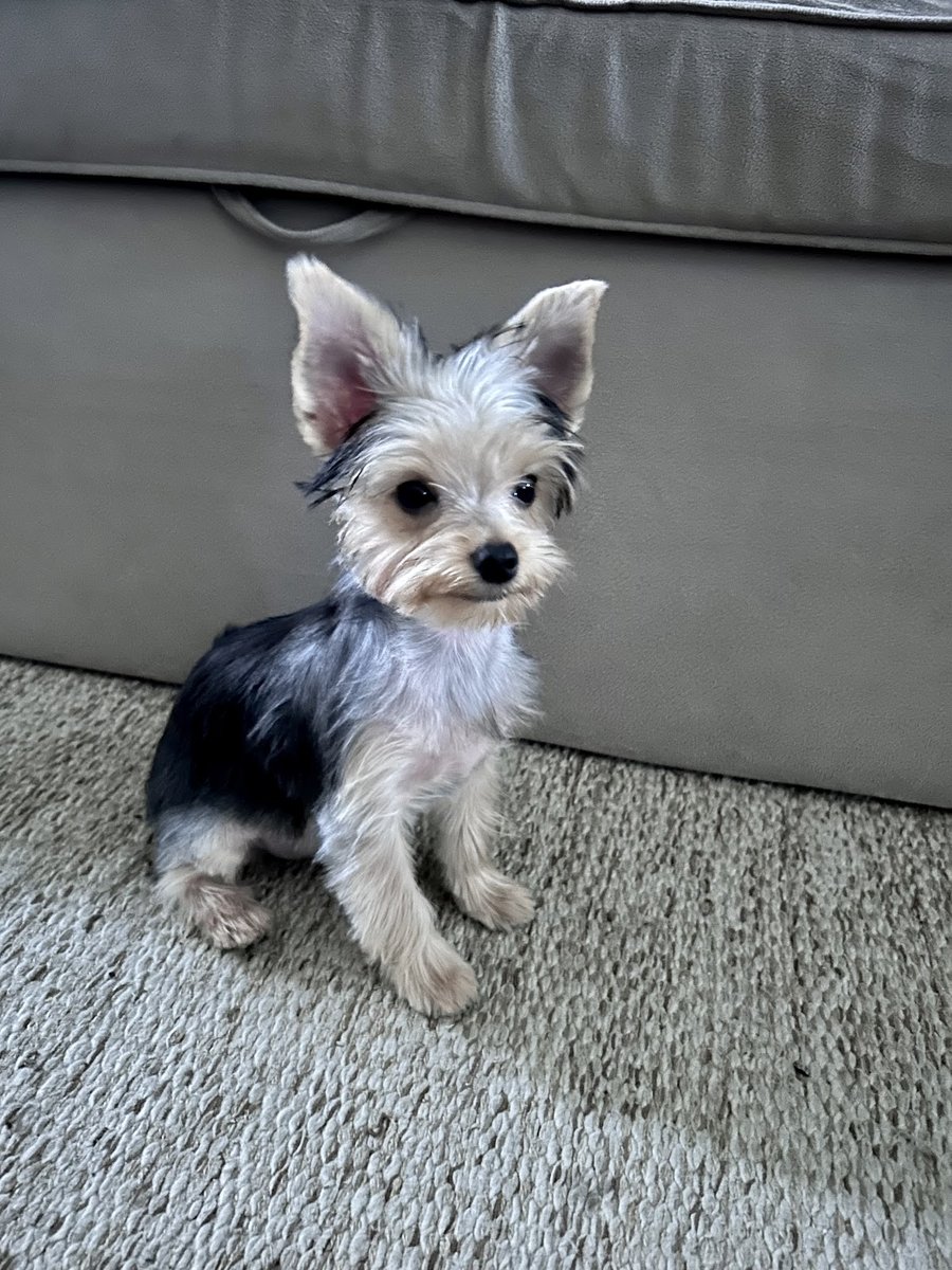 J Rodrigues Barros Petshop