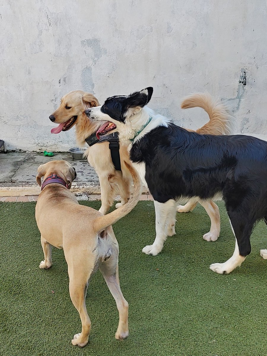 Clinica veterinaria Brooklin