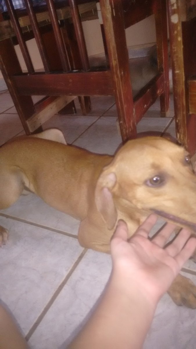 PetShop Espaço Banho Com Carinho