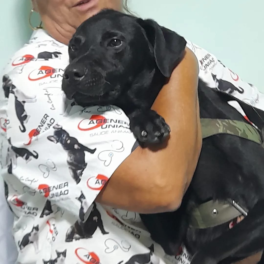 Denise da Costa Molina