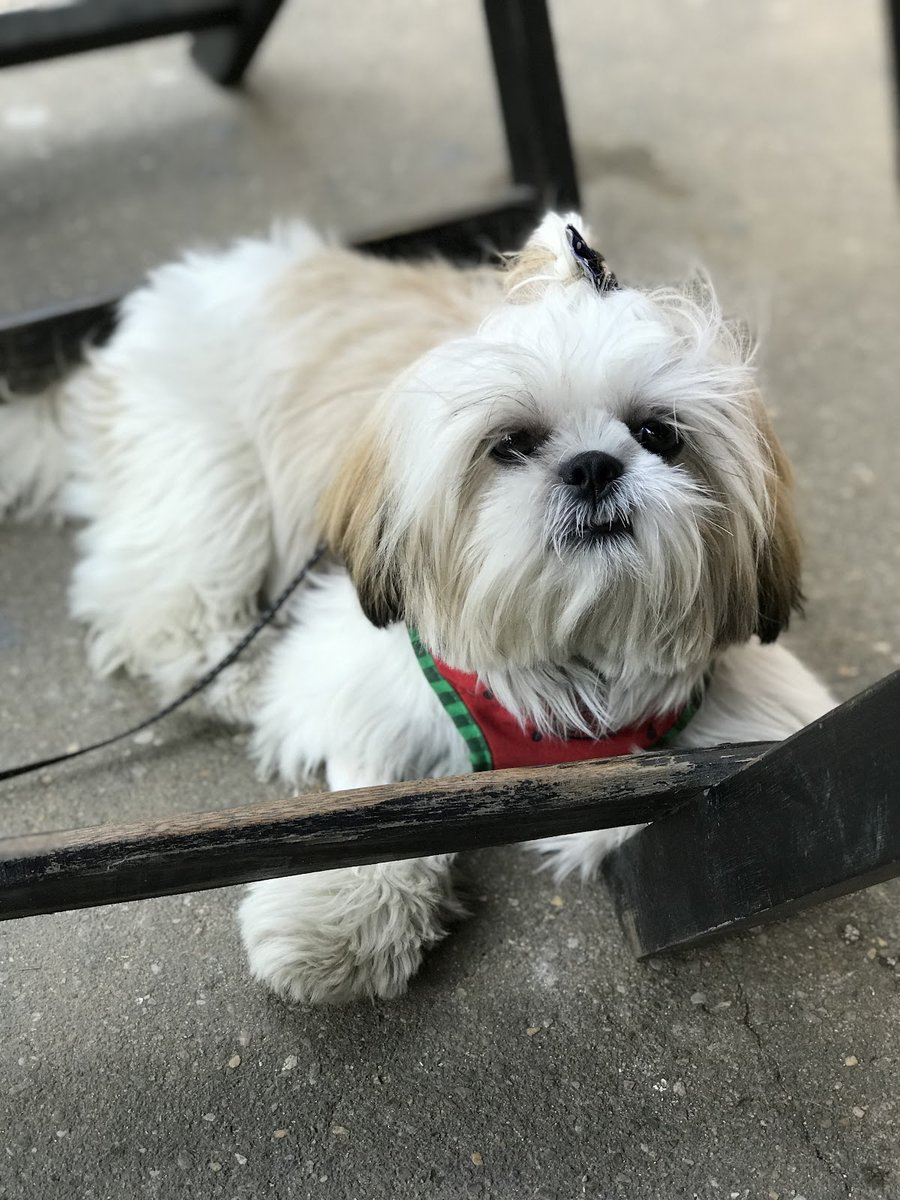 Animal Style Pet Shop