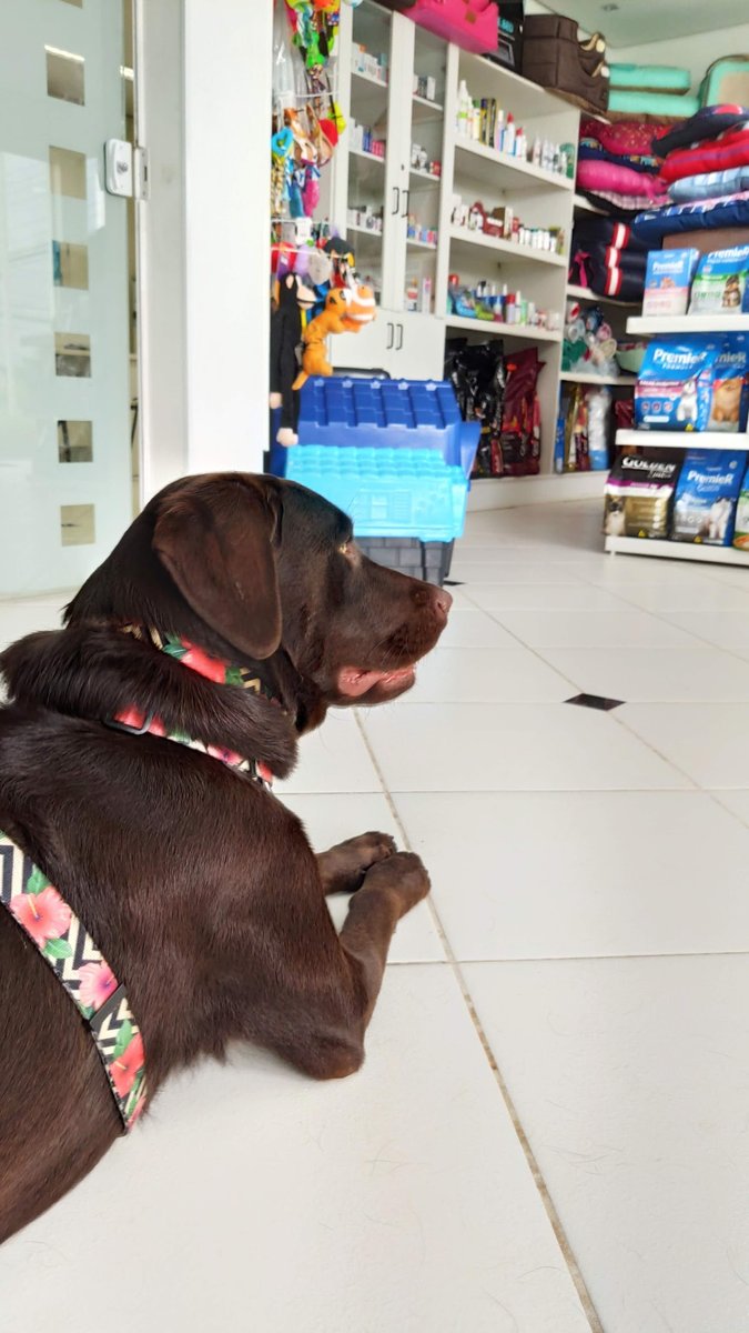 Clínica Veterinária Dom Matheus