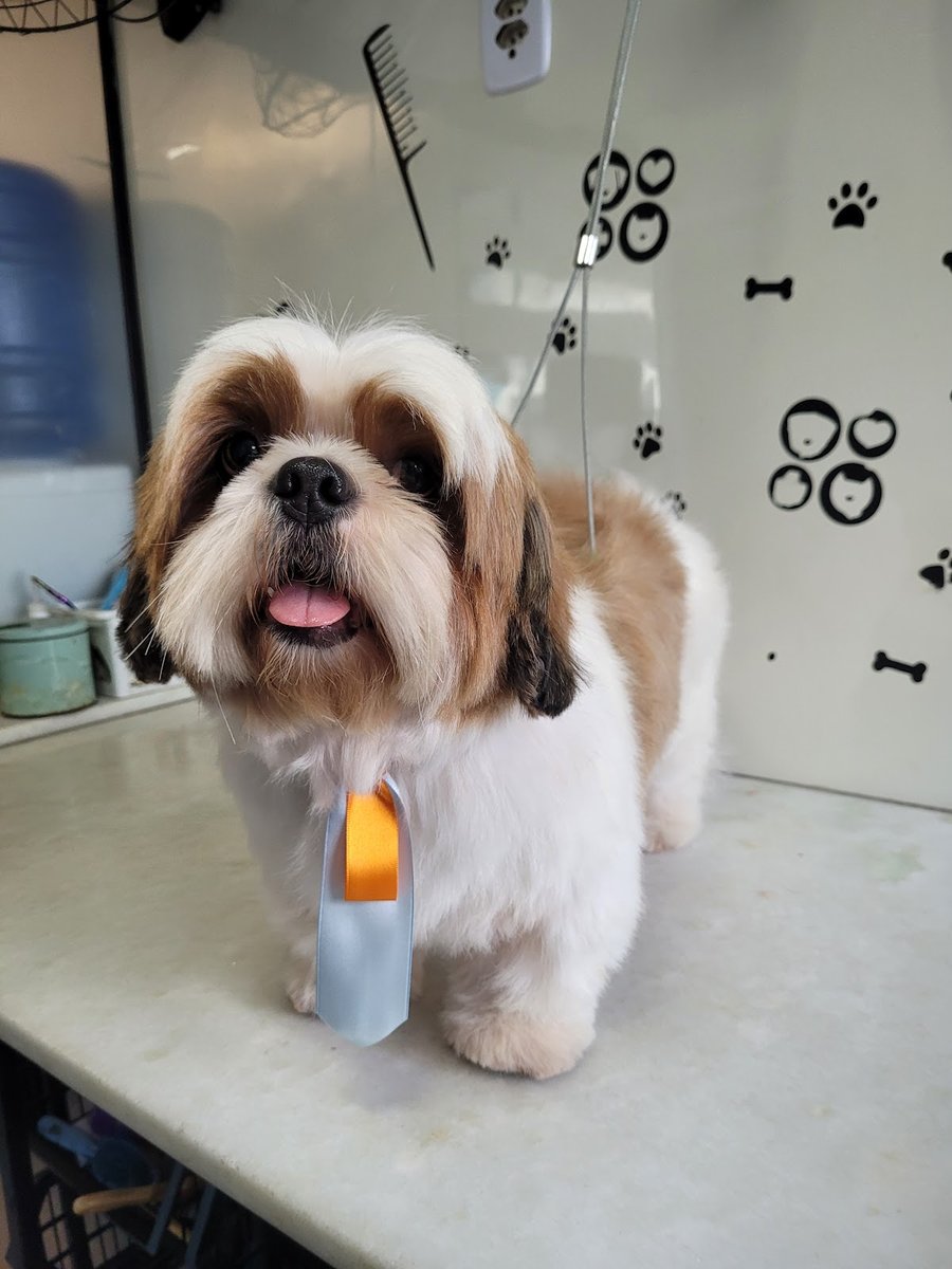 Vila Pet Saúde e Estética Animal