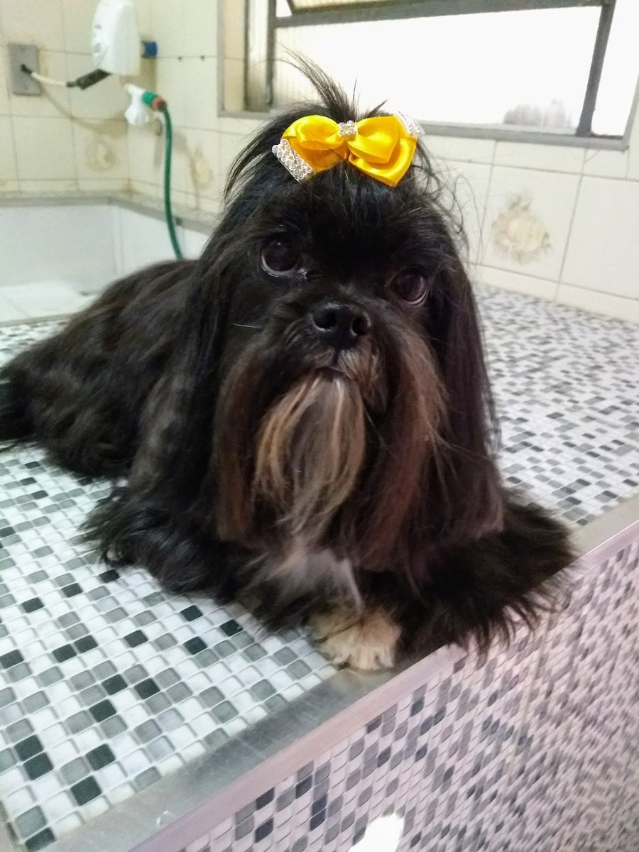 Clínica Veterinária Animália