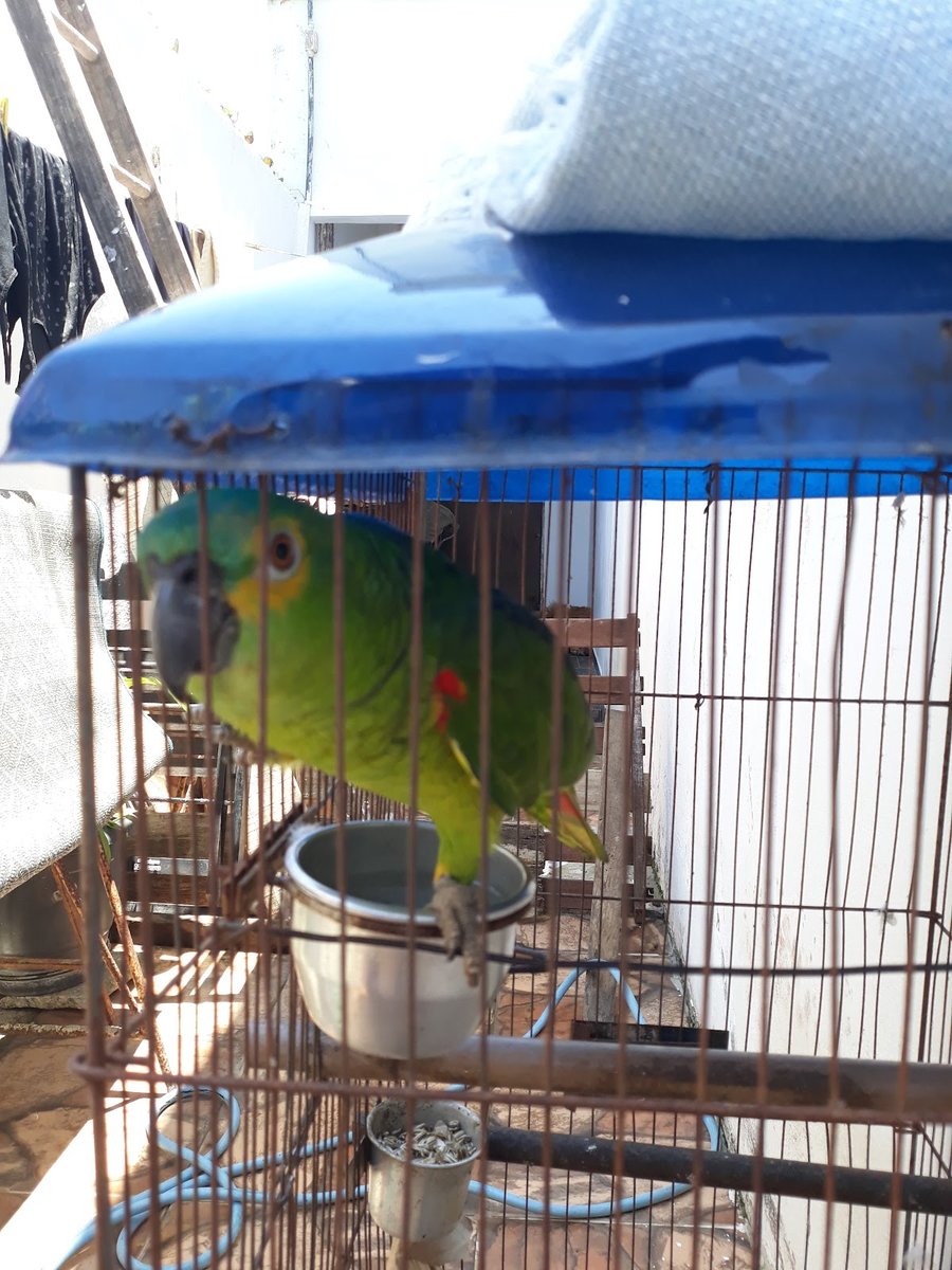 Plenitude Banho e Tosa