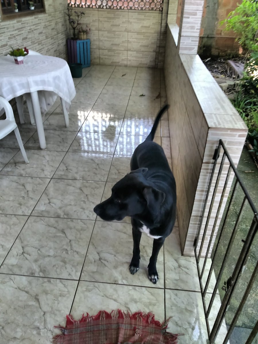 Veterinária Correia