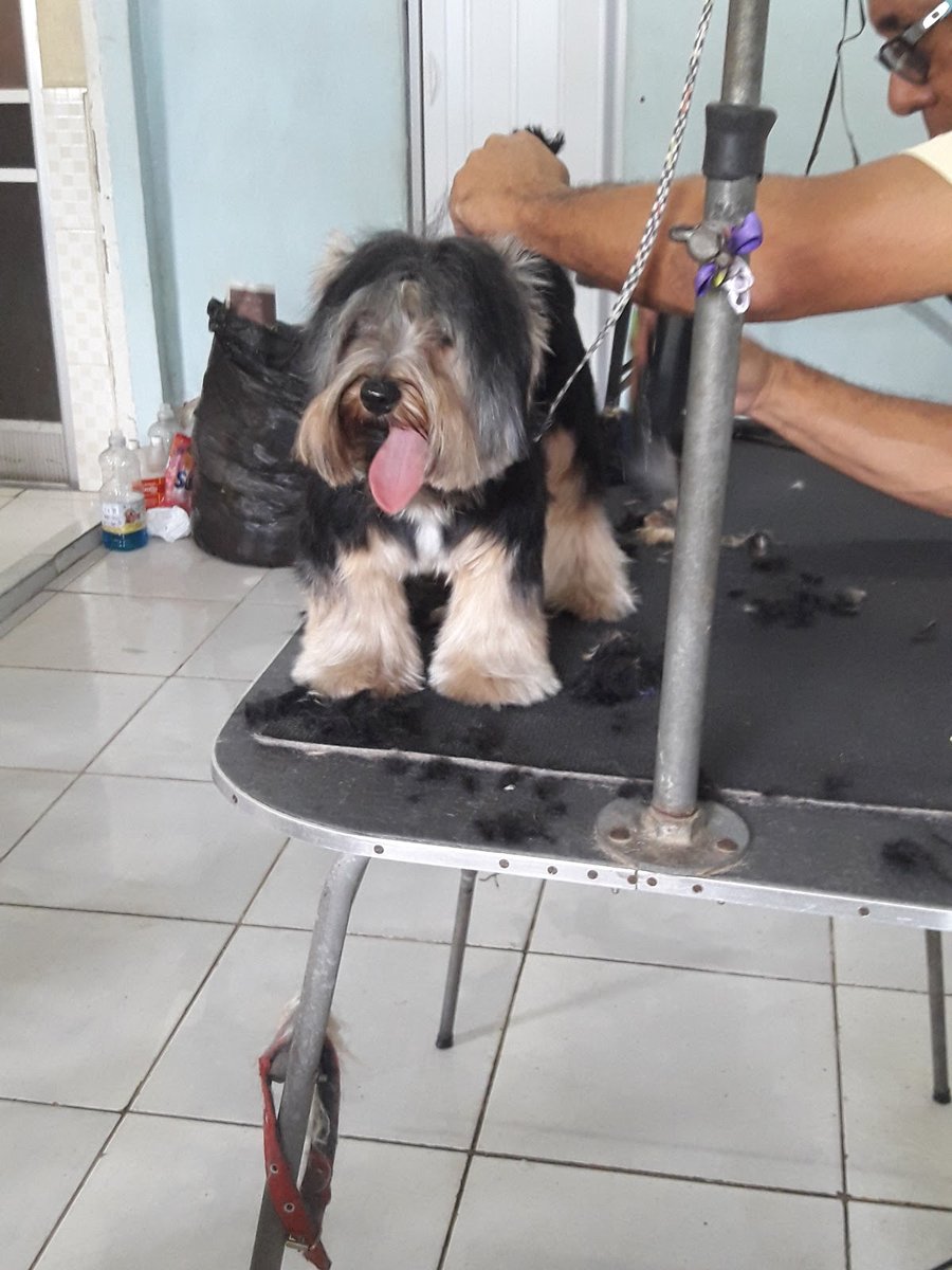 Keka's Dog Banho e Tosa