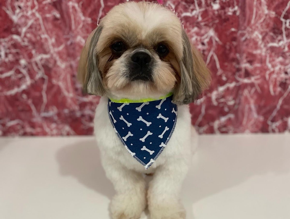 Pet Shop - Júlia de Oliveira e Souza Aghina Higiene e Embelezamento de Animais Domésticos