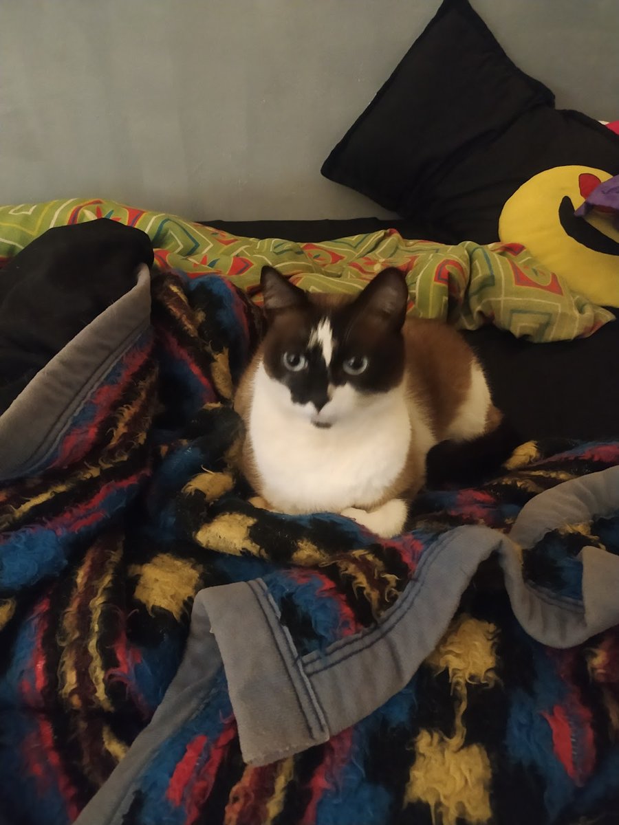 Veterinário em Domicílio - Jardins, São Paulo - SP