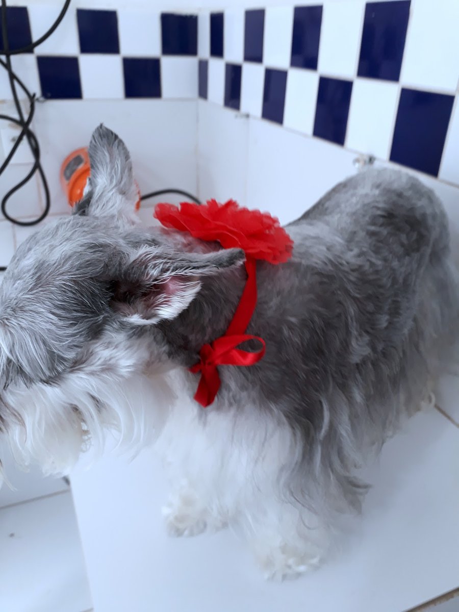 Clínica Veterinária Rondovet