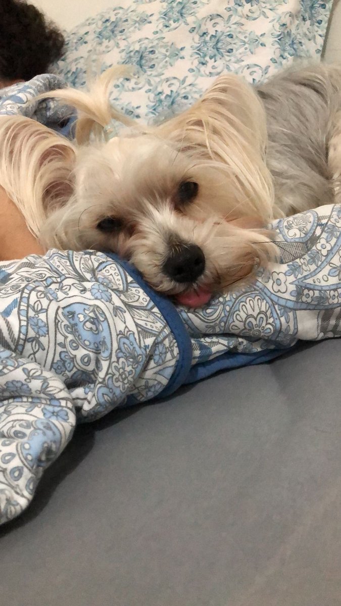 Master Pet Clínica Veterinária & Pet Shop