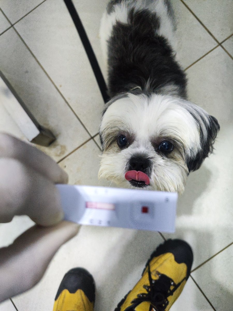 Clinica Veterinária. Dr. Michael Jhonatas - Medico Veterinário