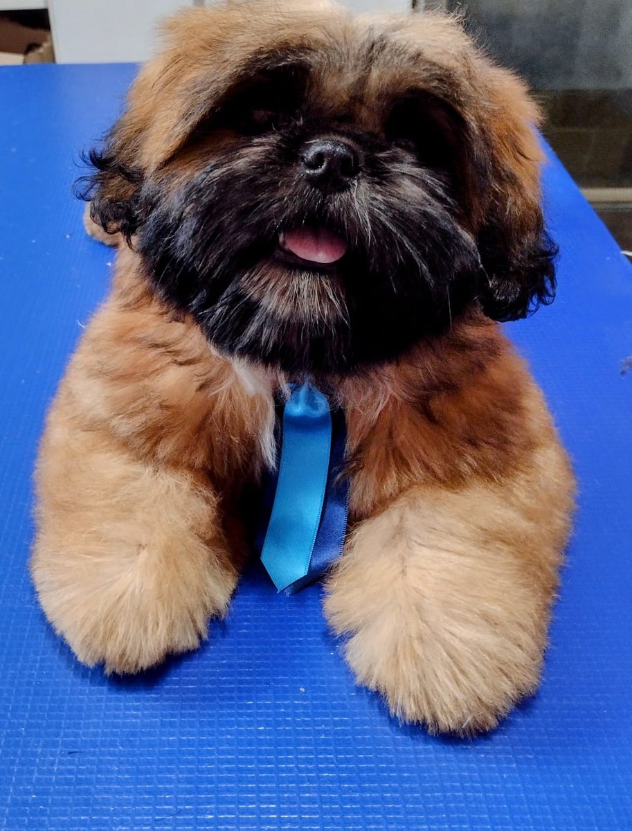 Patudos Banho e Tosa