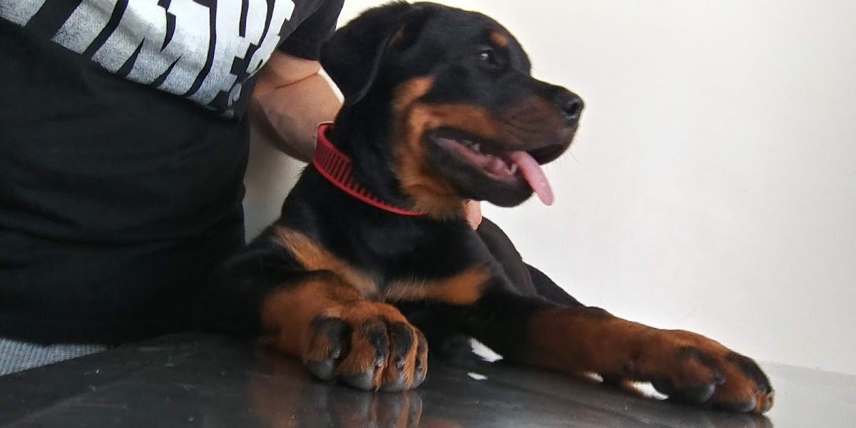 Veterinary Clinic Noah's Ark