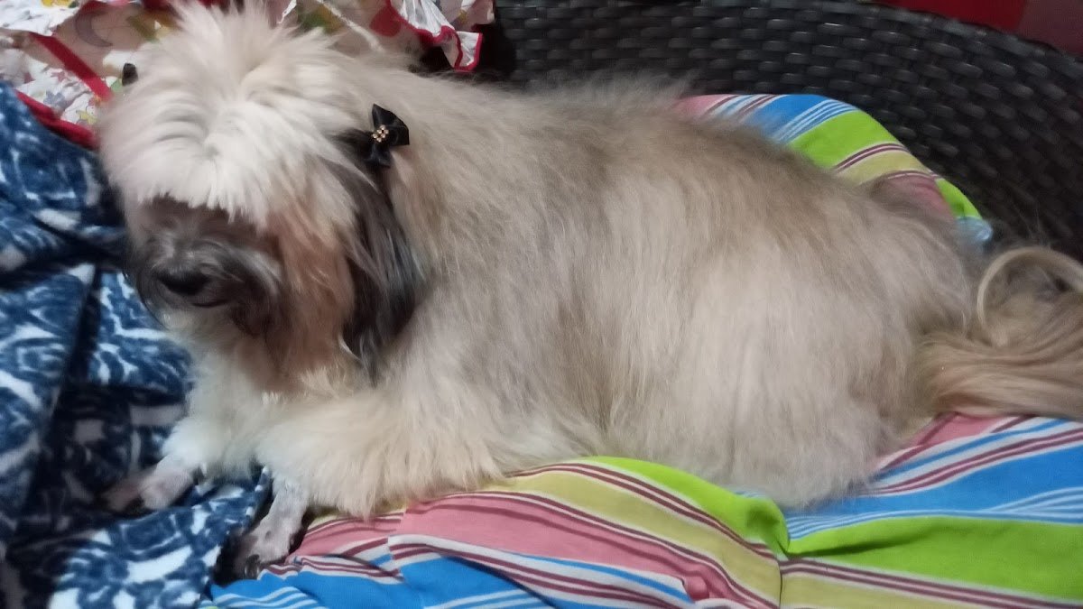 Clínica Veterinária Mundo Animal