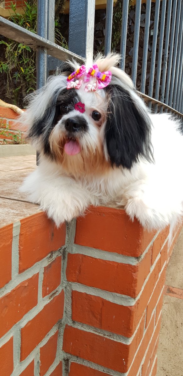 Clínica Veterinária SOS Animais