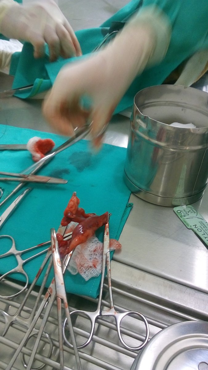 Climev Clínica Veterinária