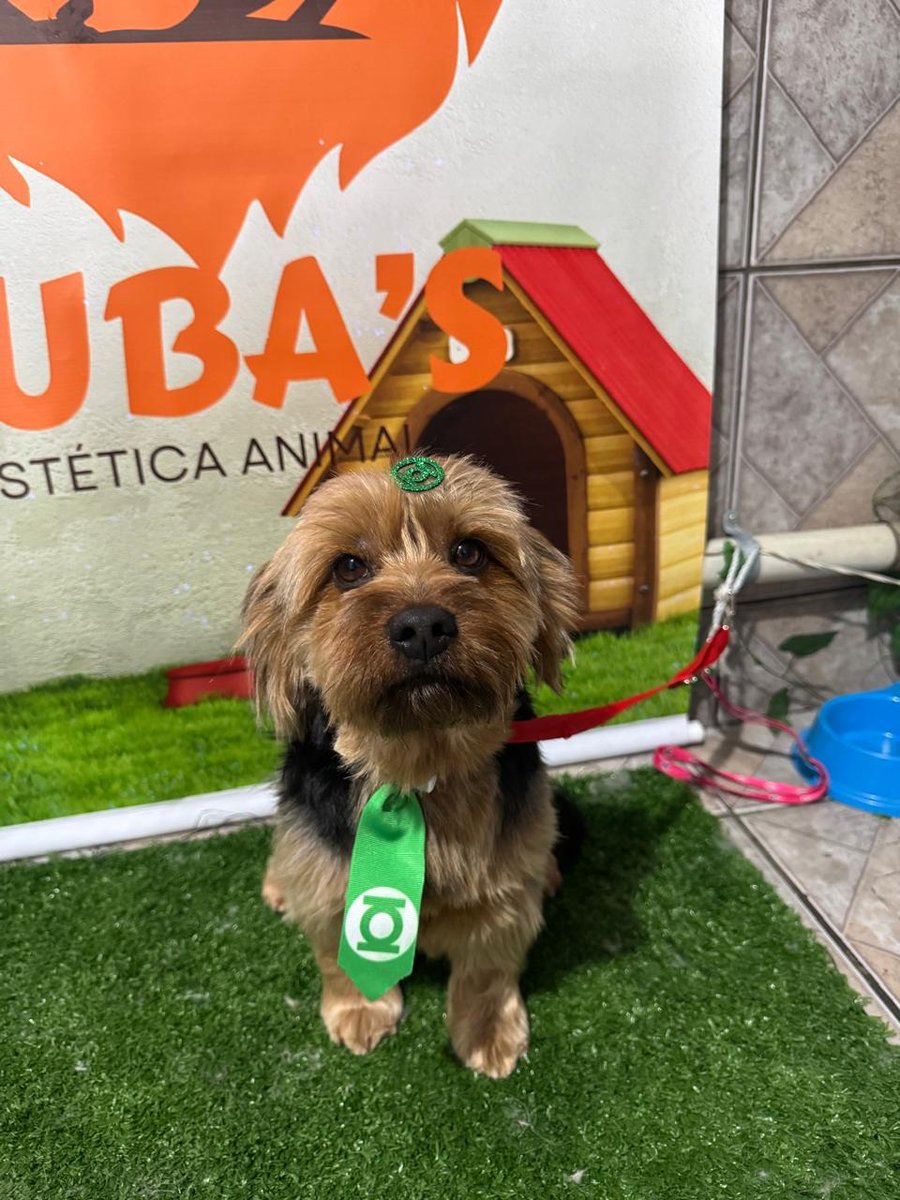 Ju Estética Animal "Banho e Tosa"