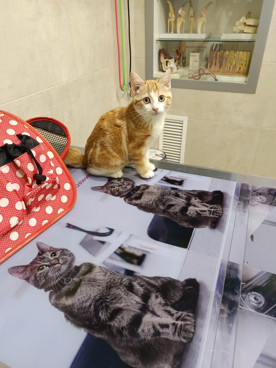 Clínica Veterinaria San Miguel