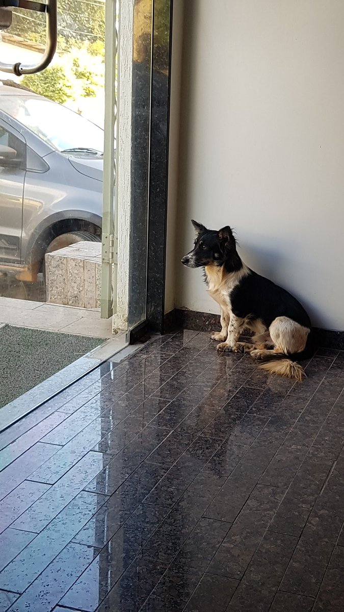 Clínica Veterinária Dr. Cláudio