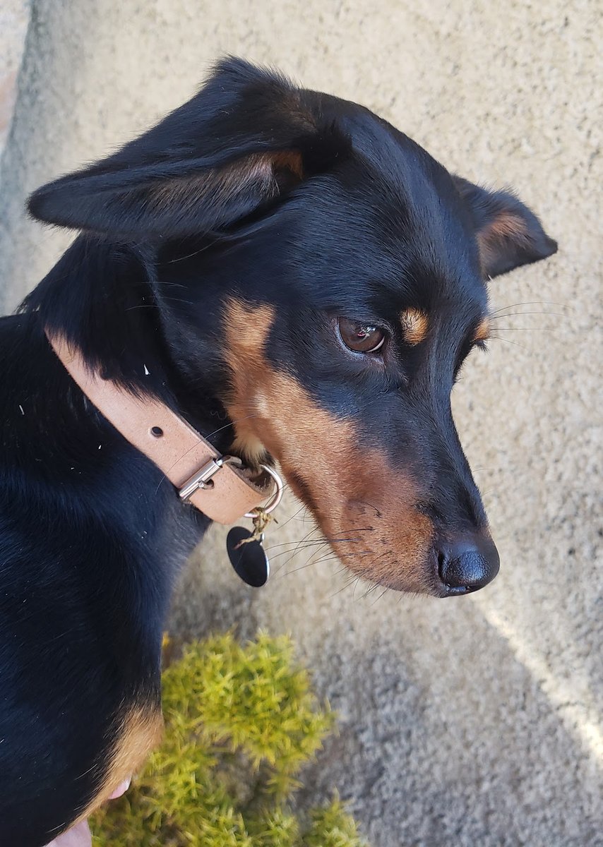 Procampo Veterinária