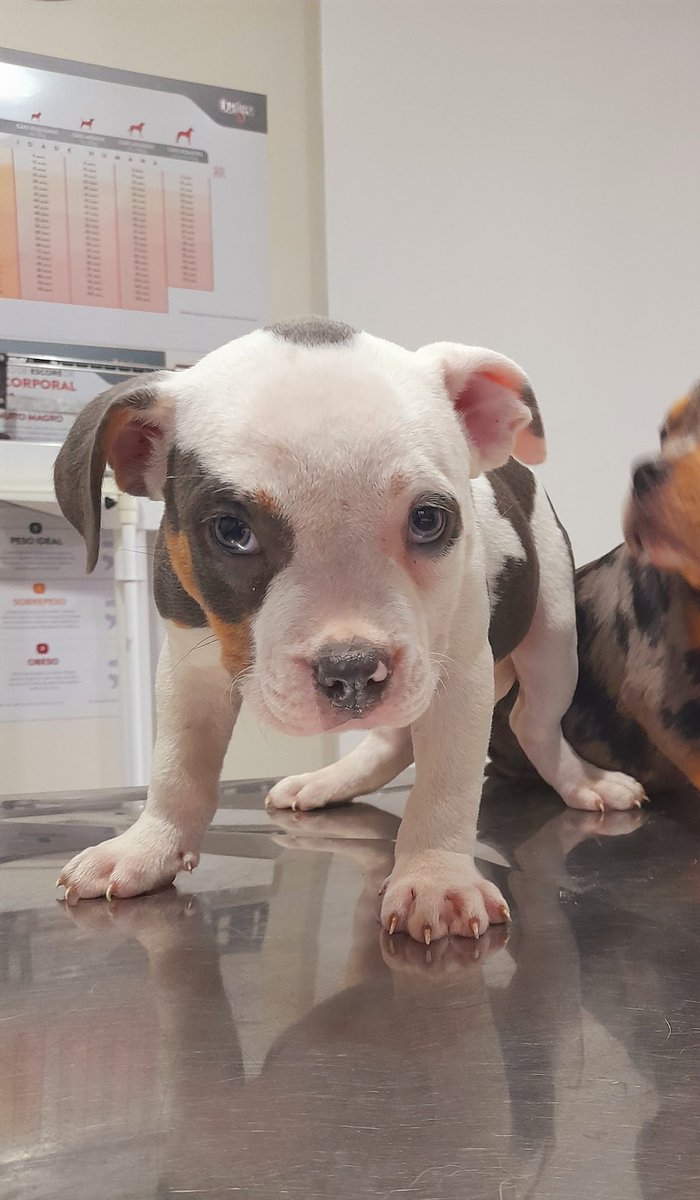 Clínica Veterinária Pecly