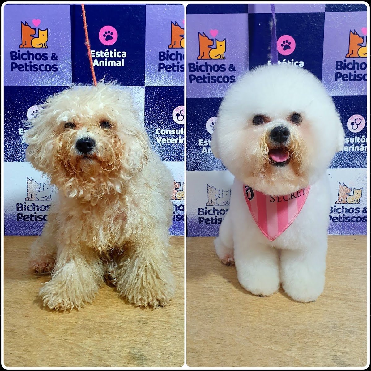 Ponto dos Bichos Centro Terapêutico dos Animais