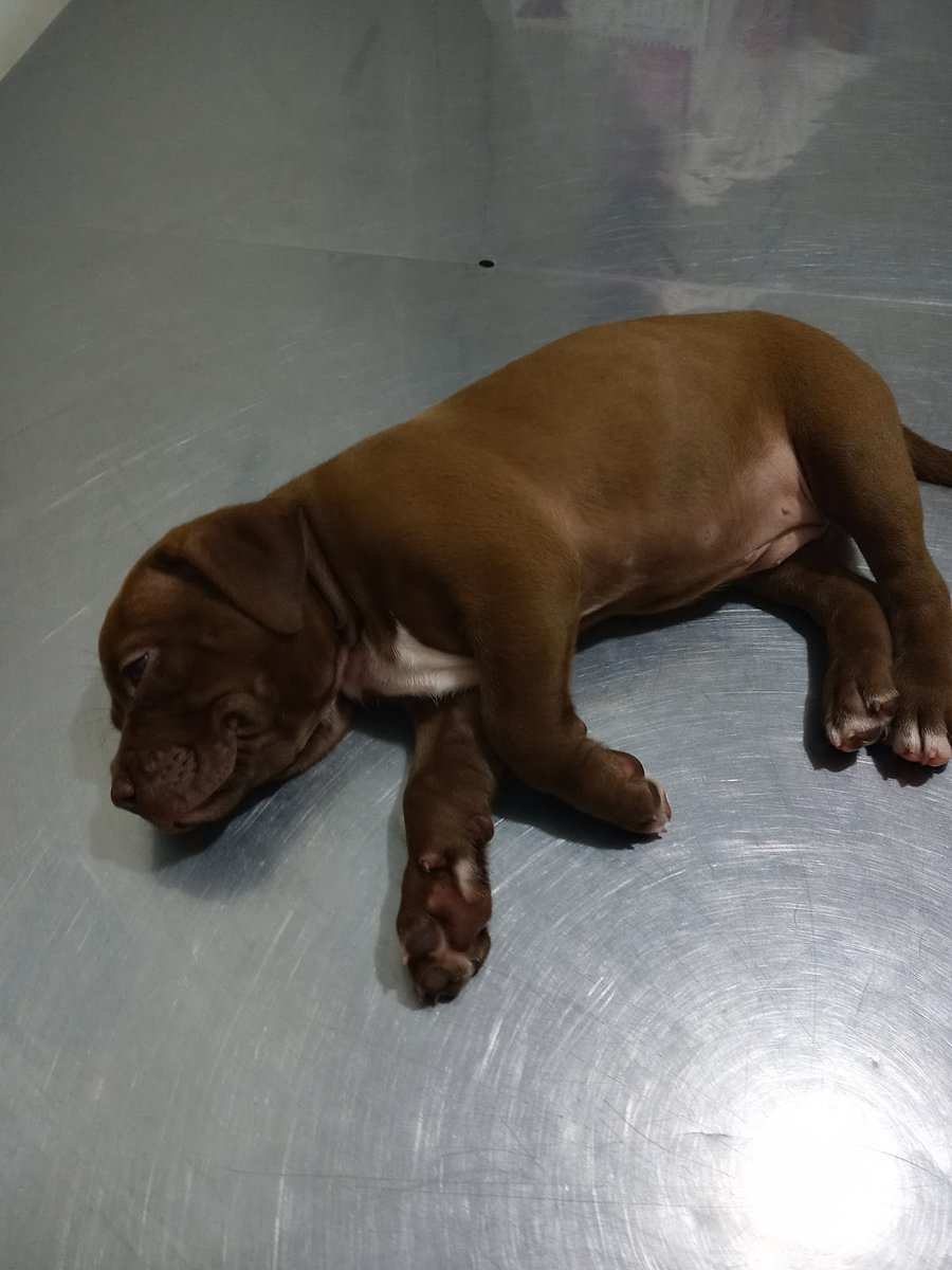 Procria Veterinária