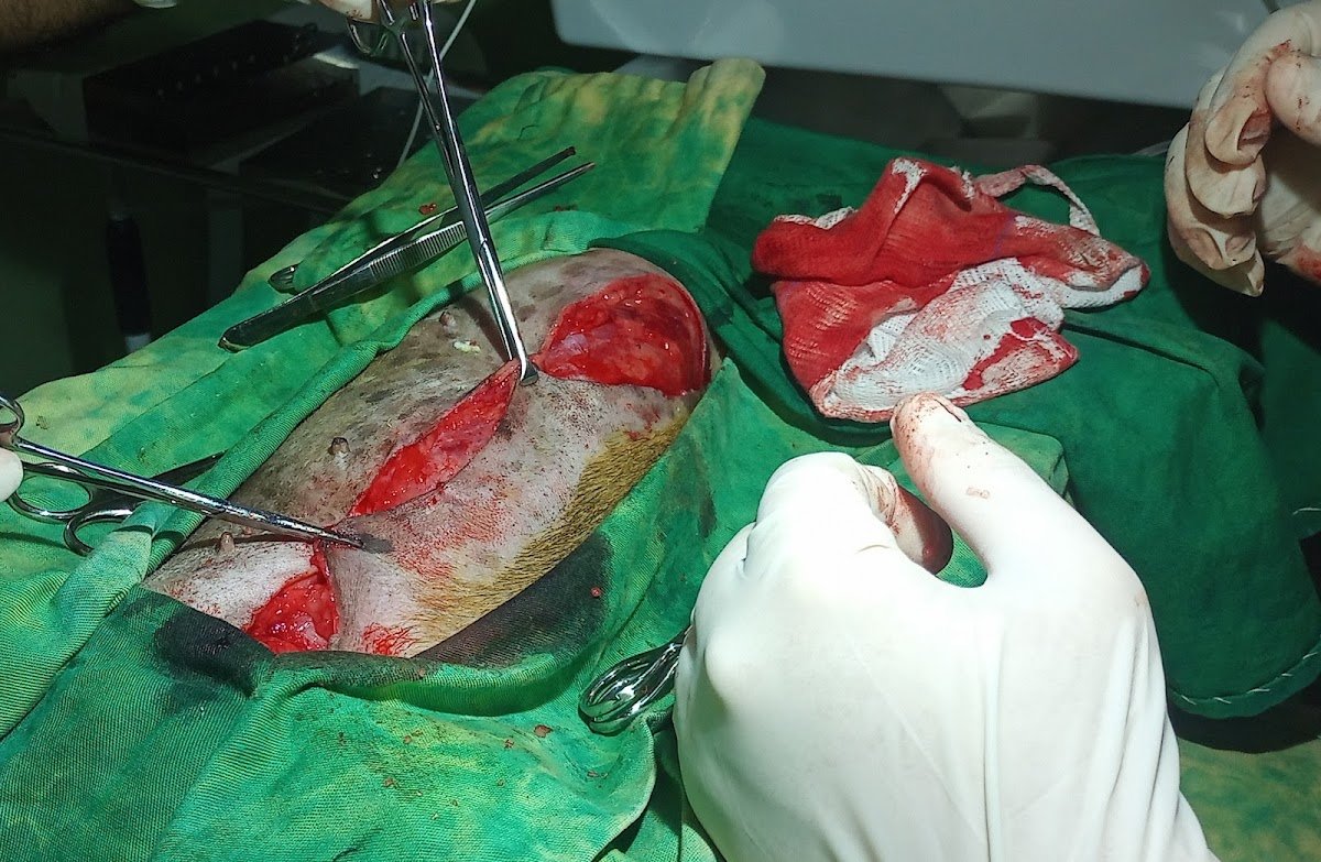 Clínica Veterinária Caninos