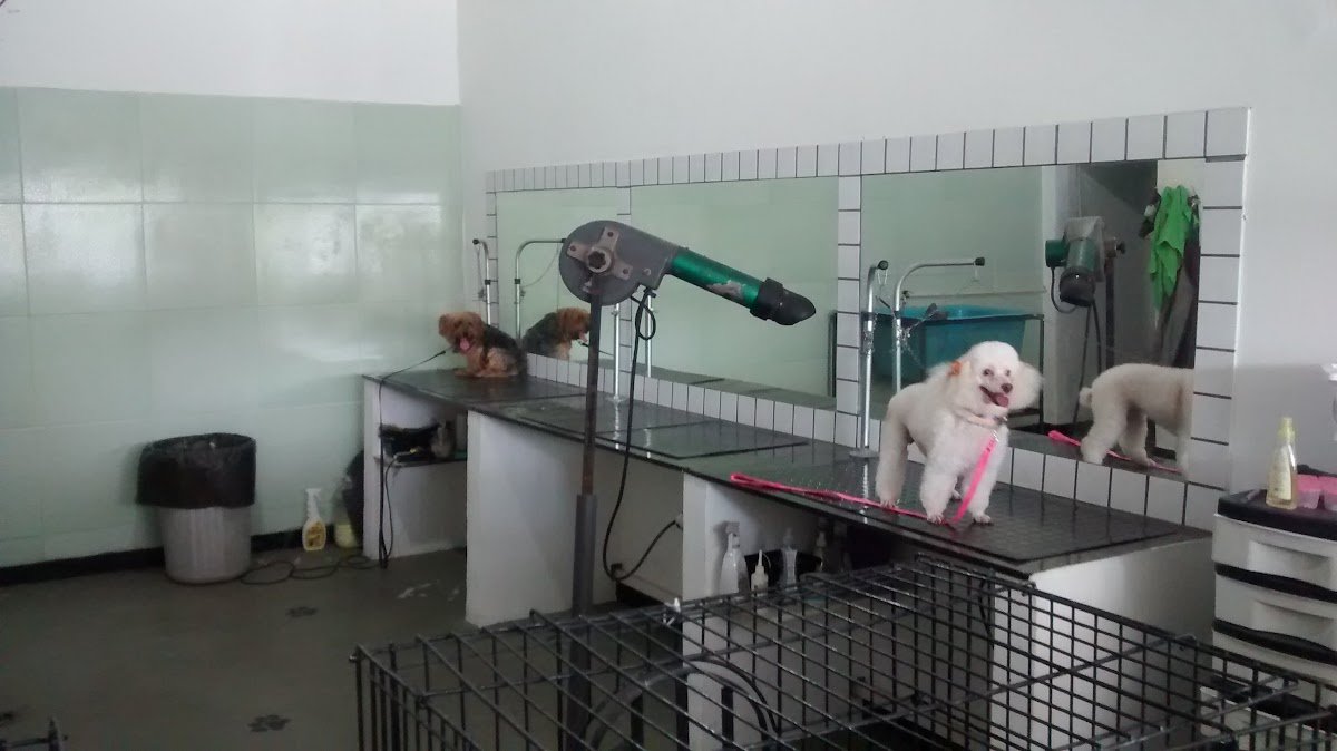Dog's Coiffeur Centro de Estética Canino