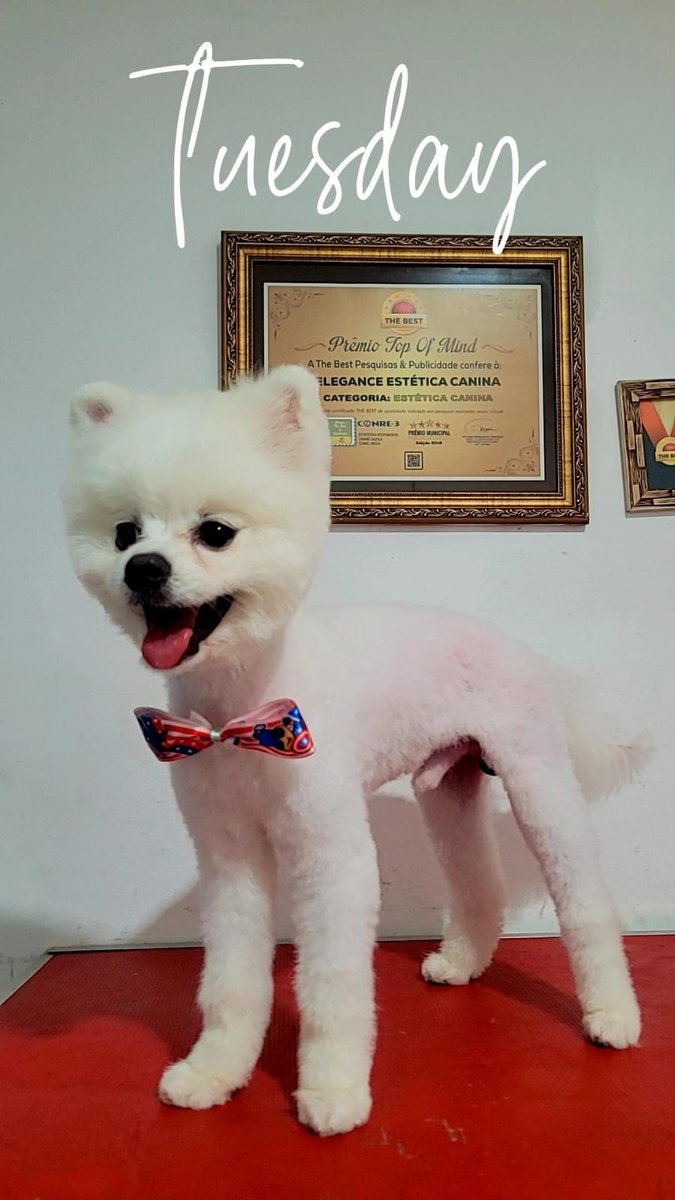 Estética Canina Cão Bel