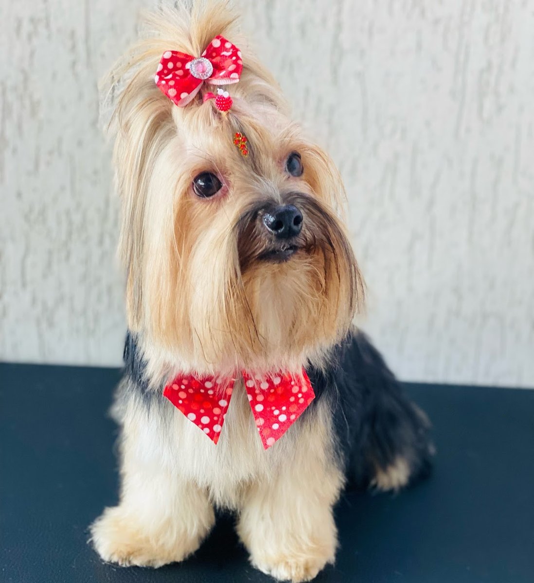 Boutique e Tosa Peti Chien