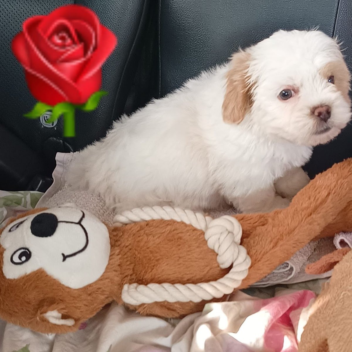 Canil Bouvier Bernois