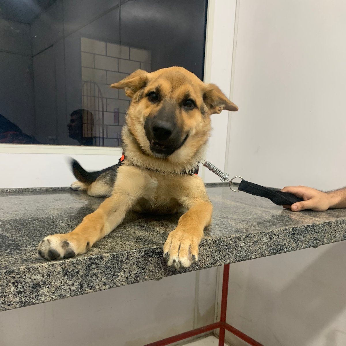 Veterinária São Amigos