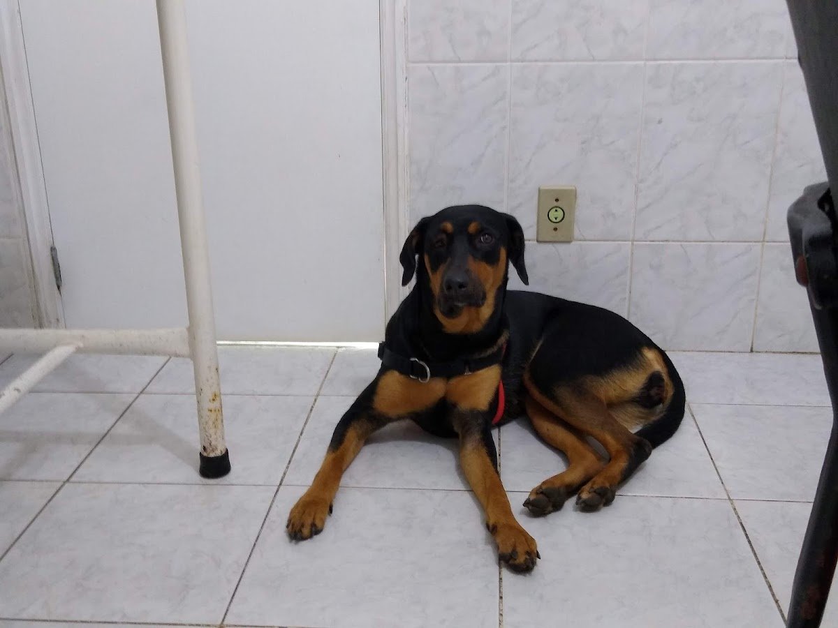 Veterinária recanto