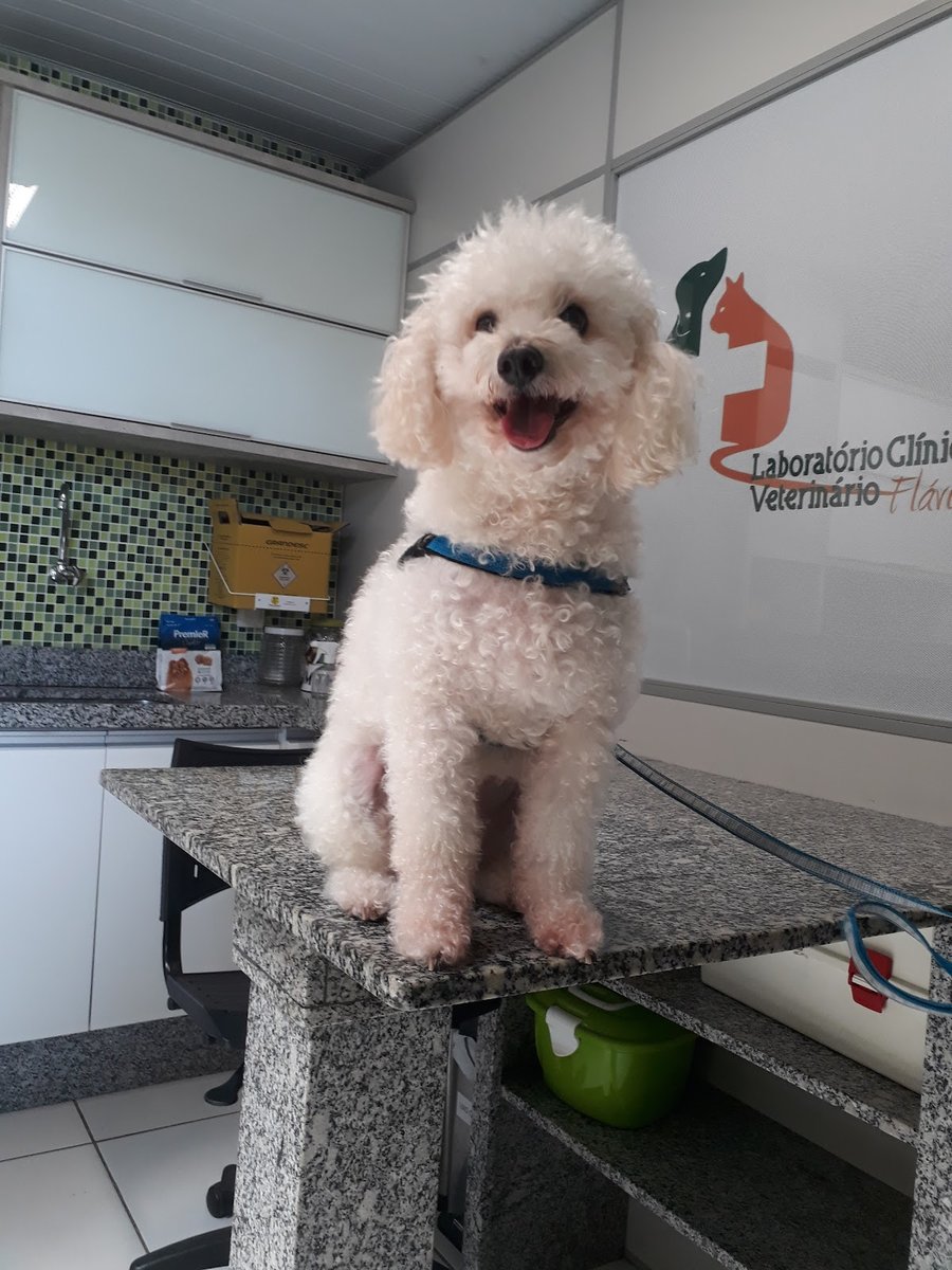 Laboratório Clínico Veterinário Flávia Uchôa