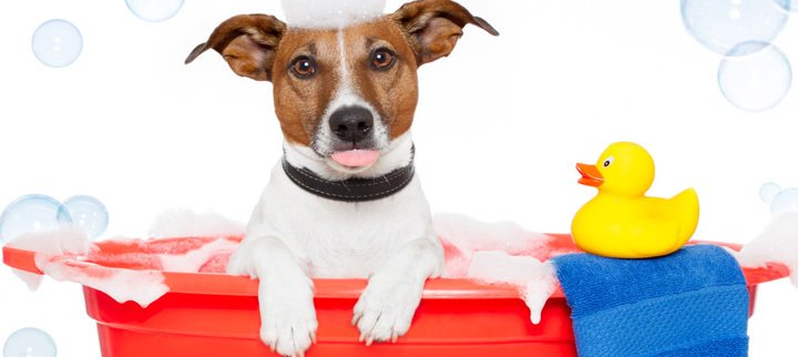 Hora do Banho Pet Shop