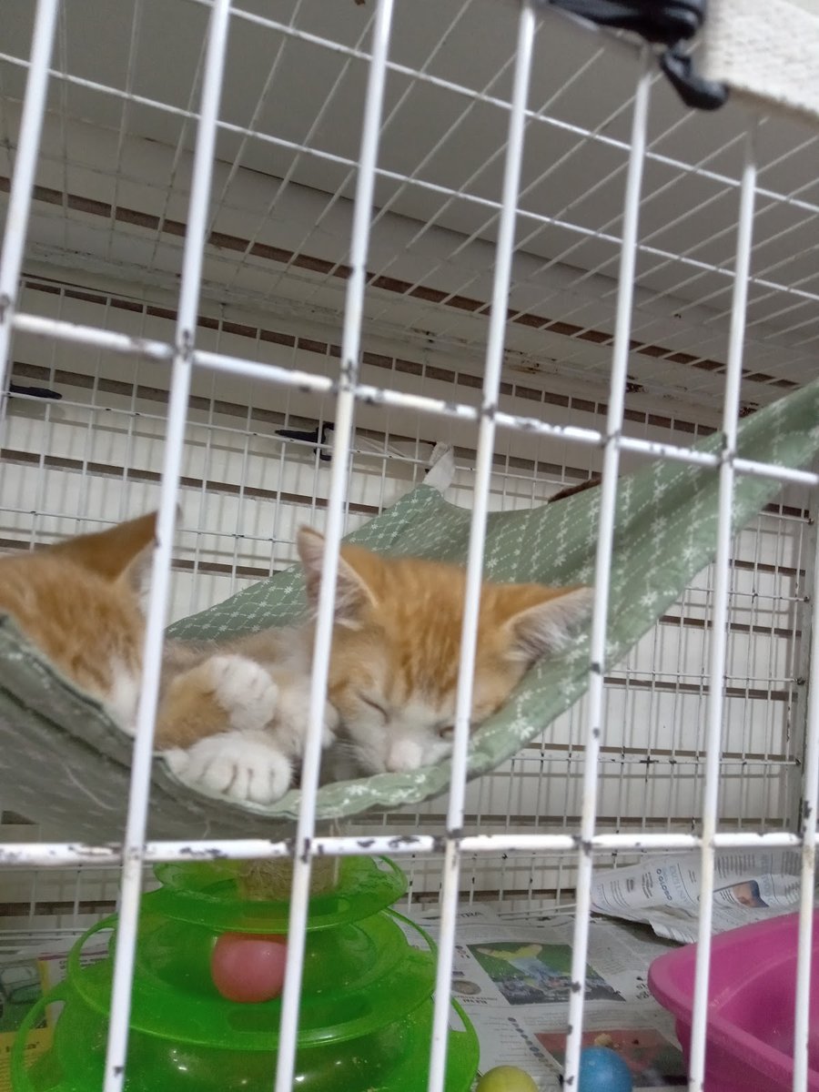 Kennel VIP veterinário