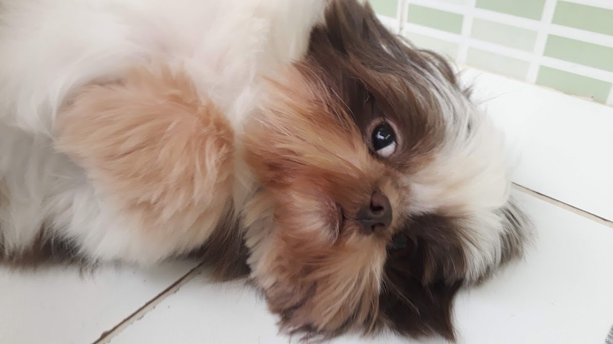 Dengo's Banho e Tosa