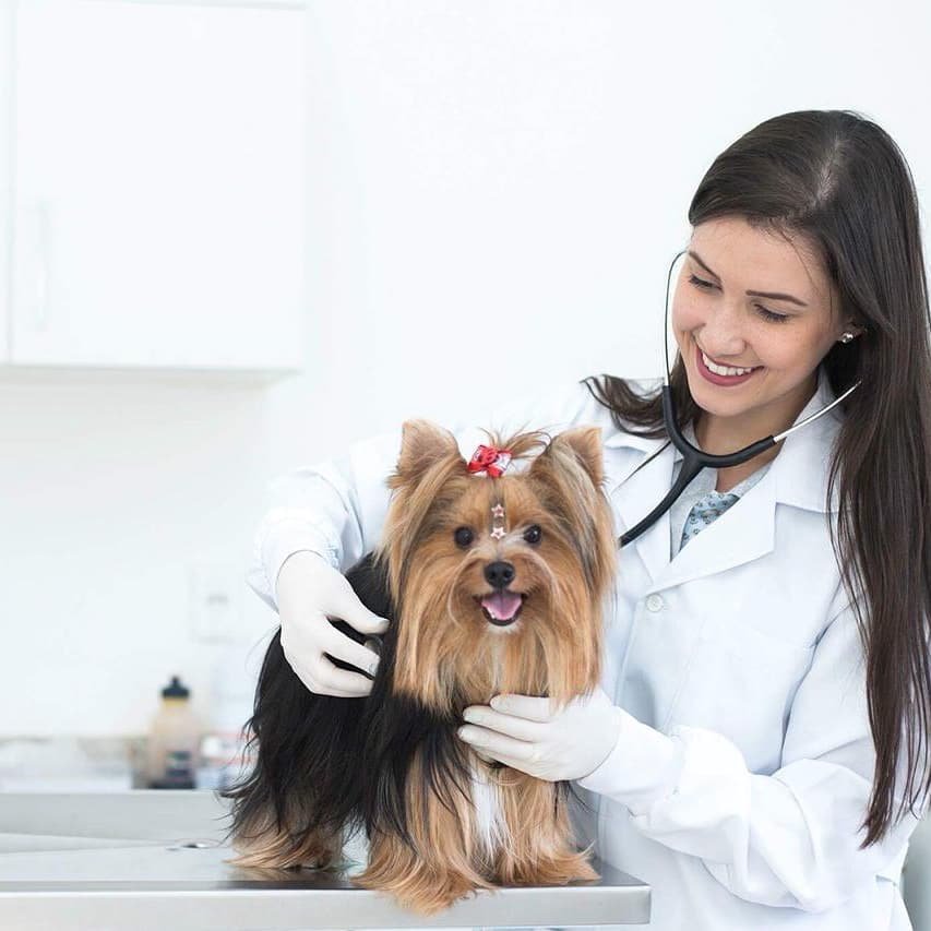 Veterinária São Francisco de Assis