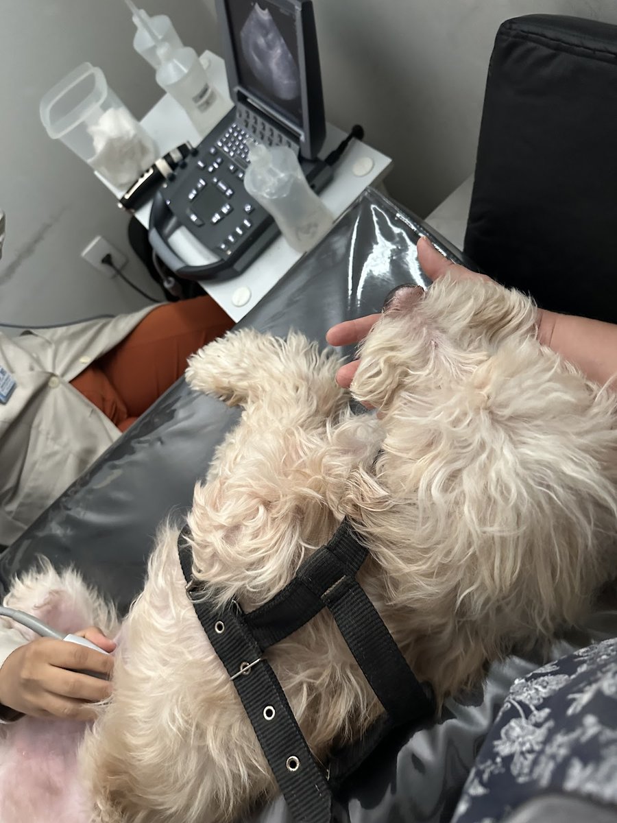 Doctor Vet Clinic and Petshop