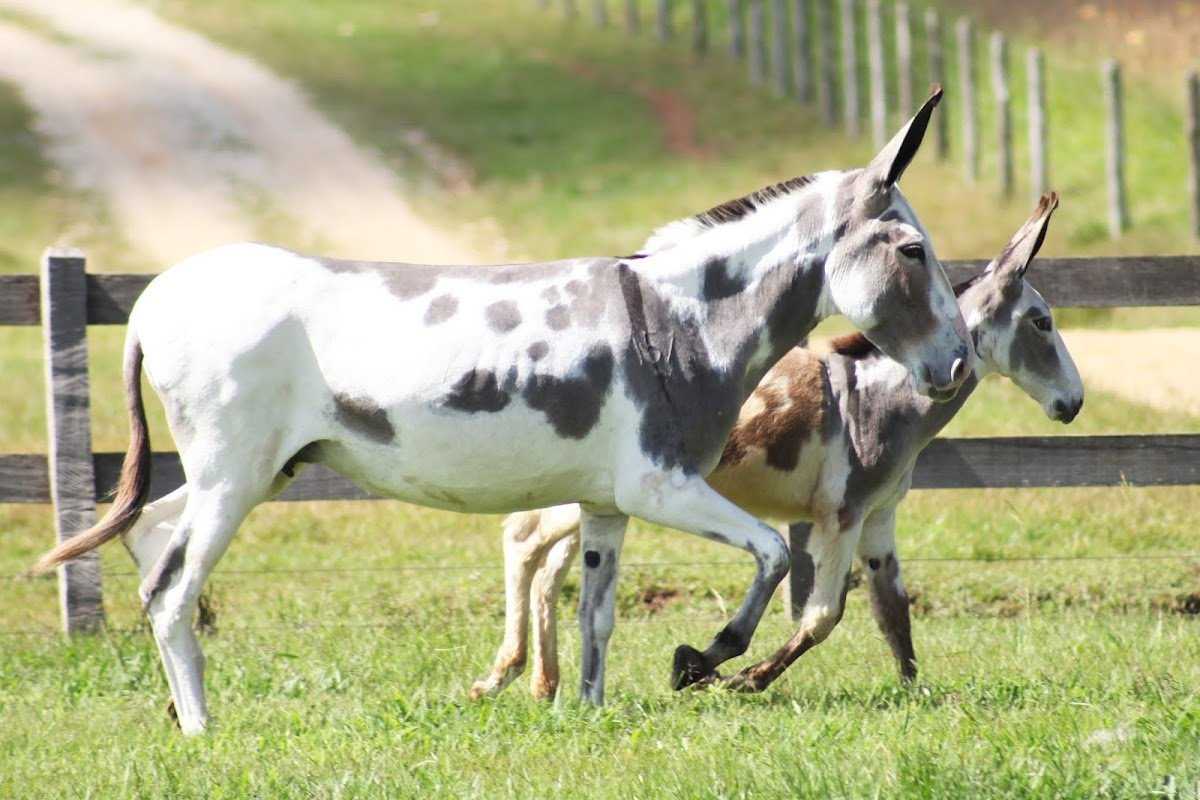 VetHorse Soluções Equestres